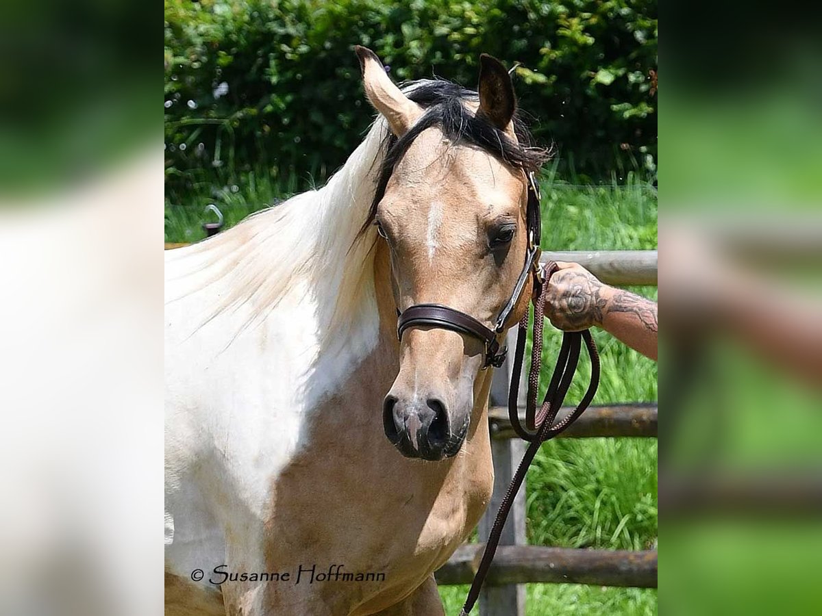 Arabian Partbred Gelding 3 years 15 hh Tobiano-all-colors in Mörsdorf