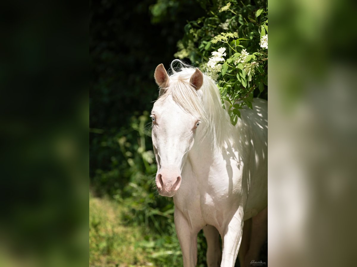 Arabian Partbred Gelding 4 years 14,2 hh Cremello in Pöttmes