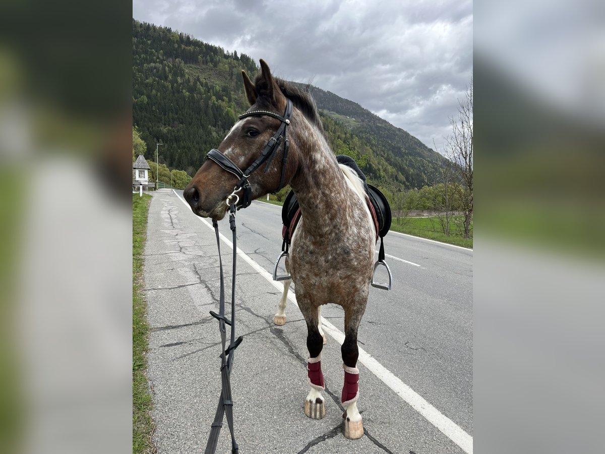 Arabian Partbred Mix Gelding 4 years 14 hh Pinto in Kelblach-Lind