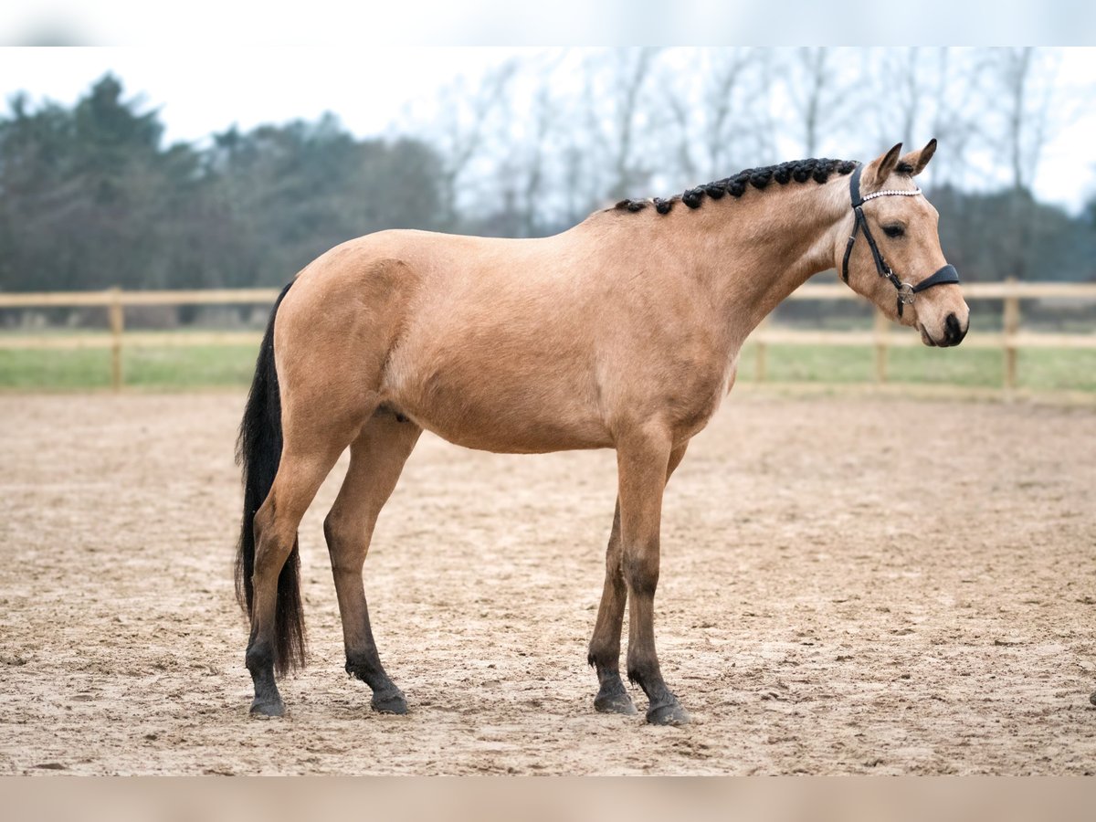 Arabian Partbred Gelding 4 years 15,1 hh Buckskin in Hirtshals