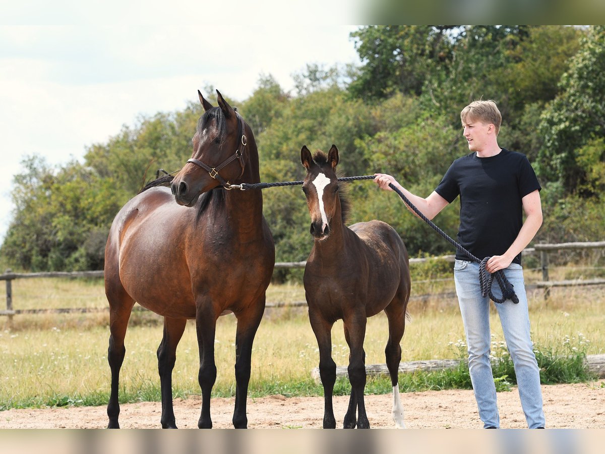 Arabian Partbred Gelding 5 years 15,2 hh Bay-Dark in idar Oberstein /Hintertiefenbach