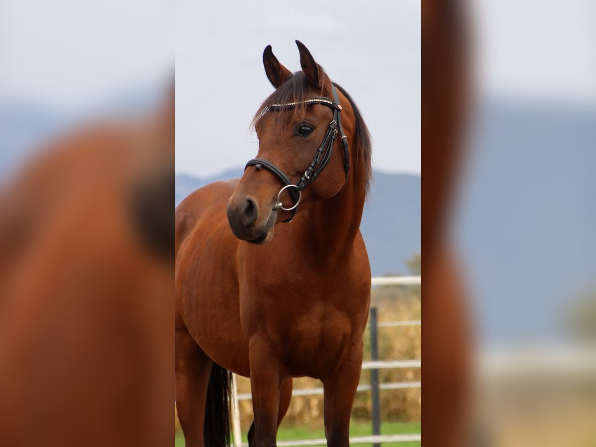 Arabian Partbred Gelding 7 years 14,1 hh Brown in Kirchbichl