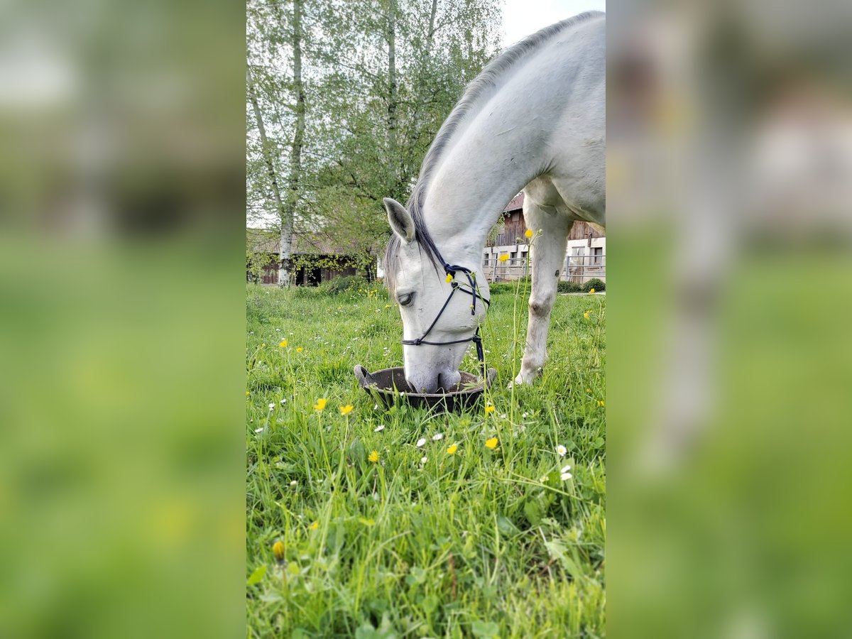 Arabian Partbred Mix Gelding 8 years 14,2 hh Gray-Dapple in Illertissen