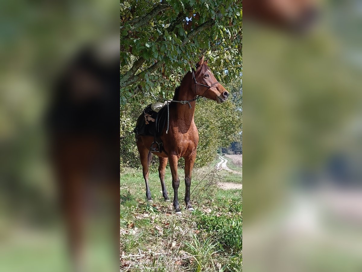 Arabian Partbred Gelding 8 years 15,1 hh Brown in Viriville