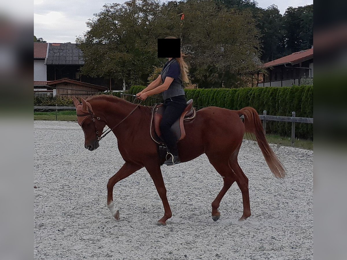 Arabian Partbred Gelding 8 years 15,1 hh Chestnut-Red in Petting