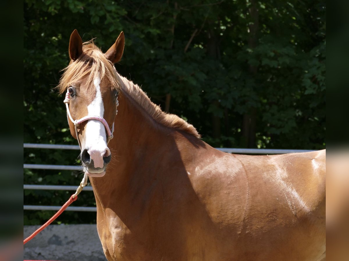 Arabian Partbred Gelding 8 years 16 hh Chestnut-Red in Möhnesee