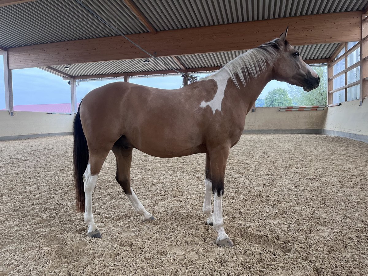 Arabian Partbred Gelding 9 years 15 hh Pinto in Moosach