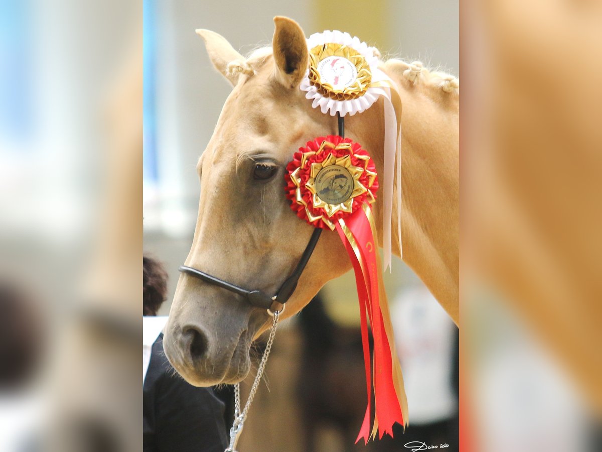 palomino arabian horse