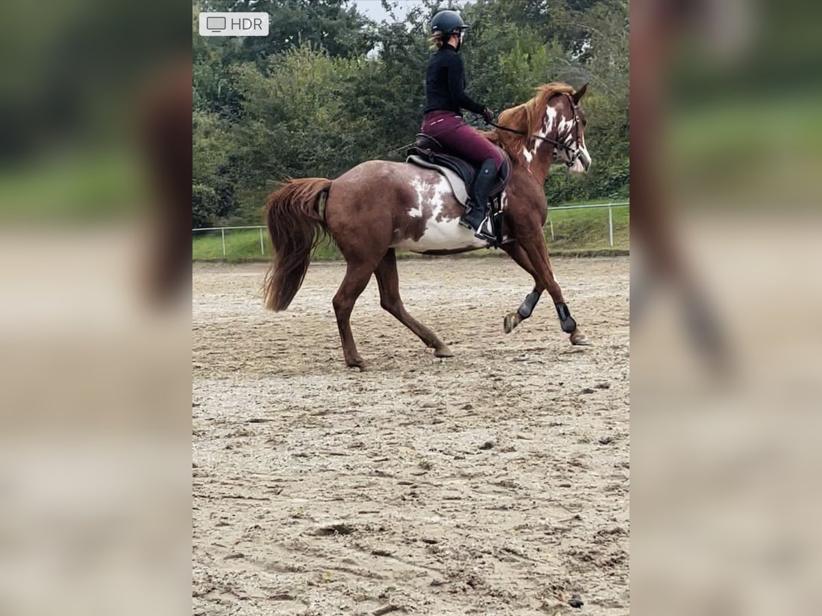 Arabian Partbred Mare 11 years 14,3 hh in Marbach am Neckar