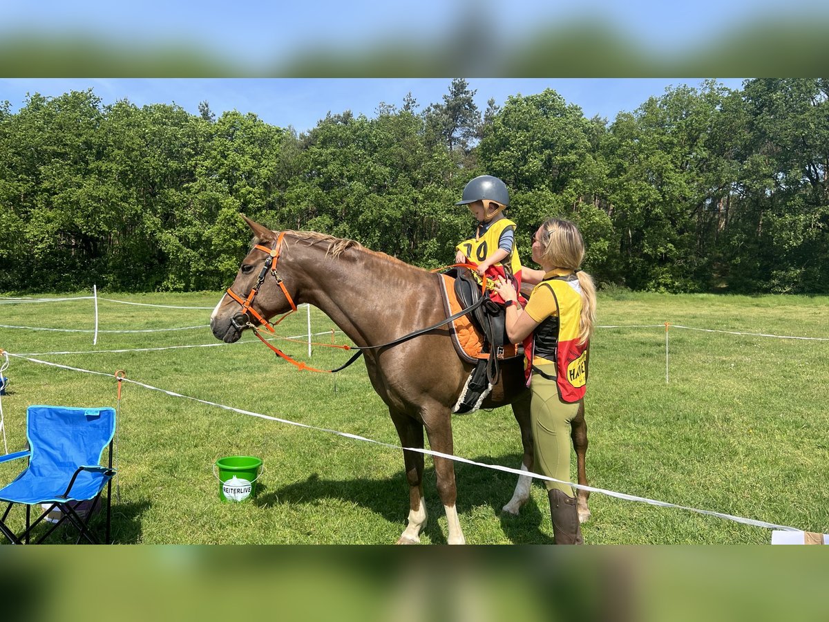 Arabian Partbred Mare 11 years Chestnut-Red in BEEK