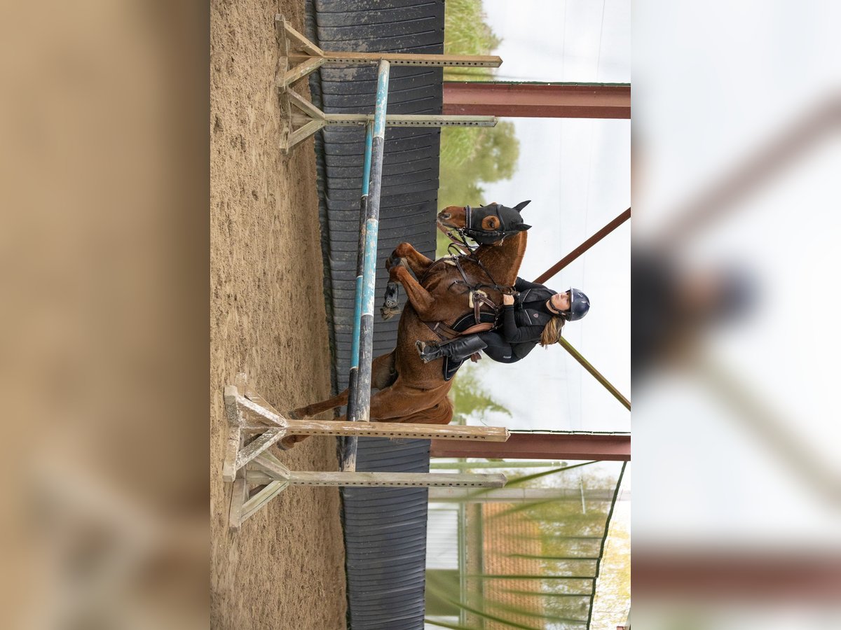 Arabian Partbred Mare 12 years 14,2 hh Chestnut-Red in Laon