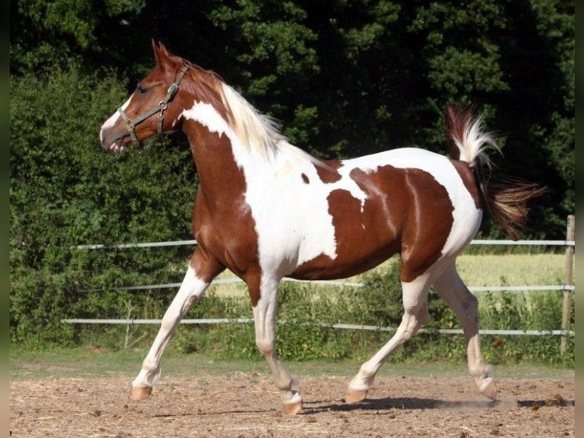 Arabian Partbred Mare 13 years 14,2 hh Tobiano-all-colors in Kraichtal