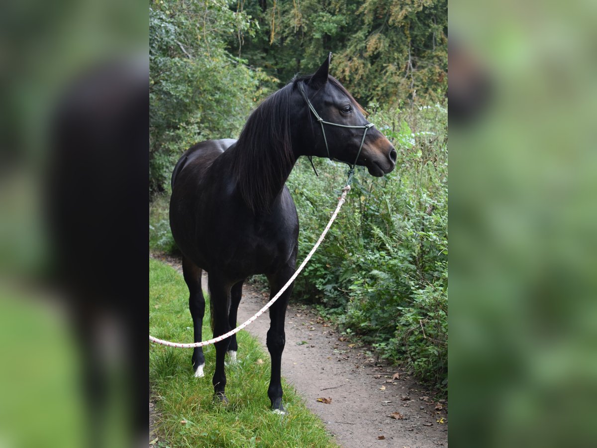 Arabian Partbred Mare 13 years 15,1 hh Brown in Marburg