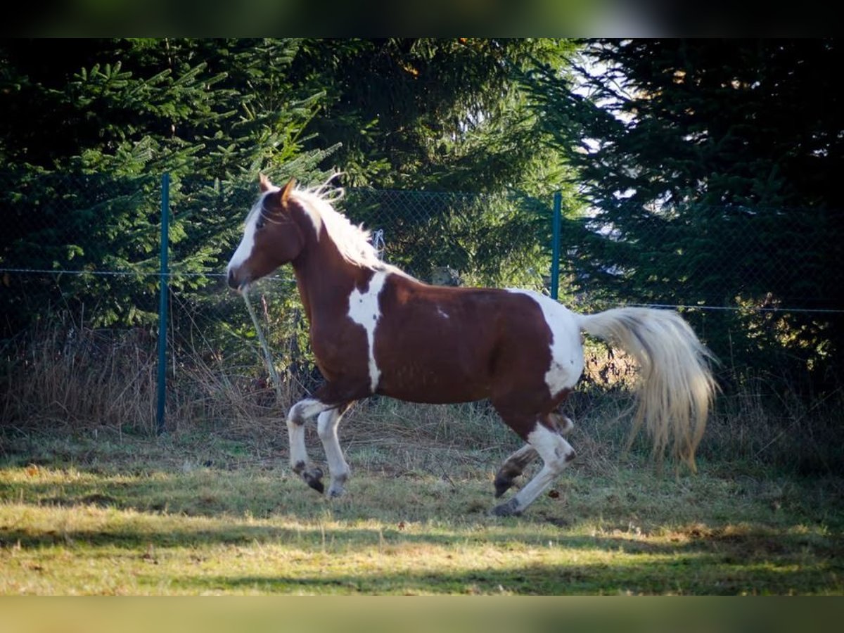 Arabian Partbred Mare 14 years 14,2 hh Tobiano-all-colors in Einbeck