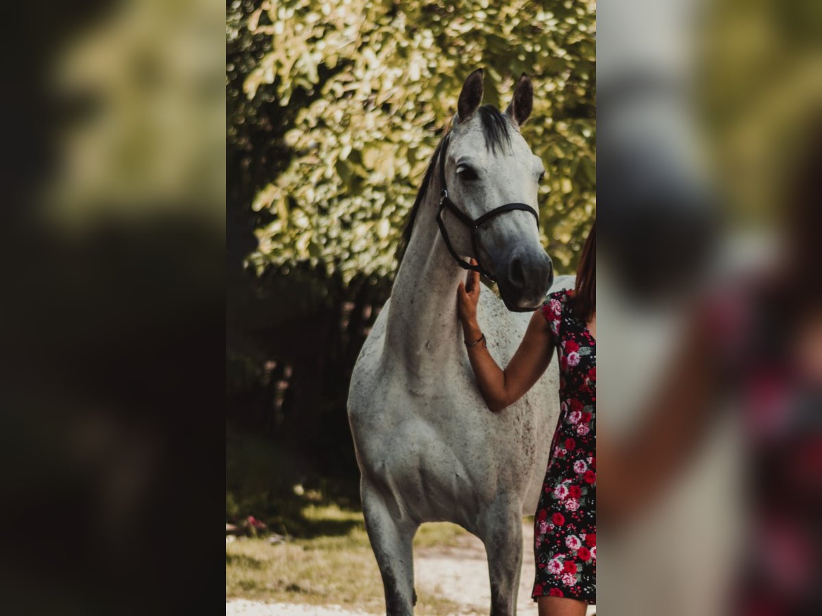 Arabian Partbred Mare 14 years 15,2 hh Gray-Fleabitten in Atzbach