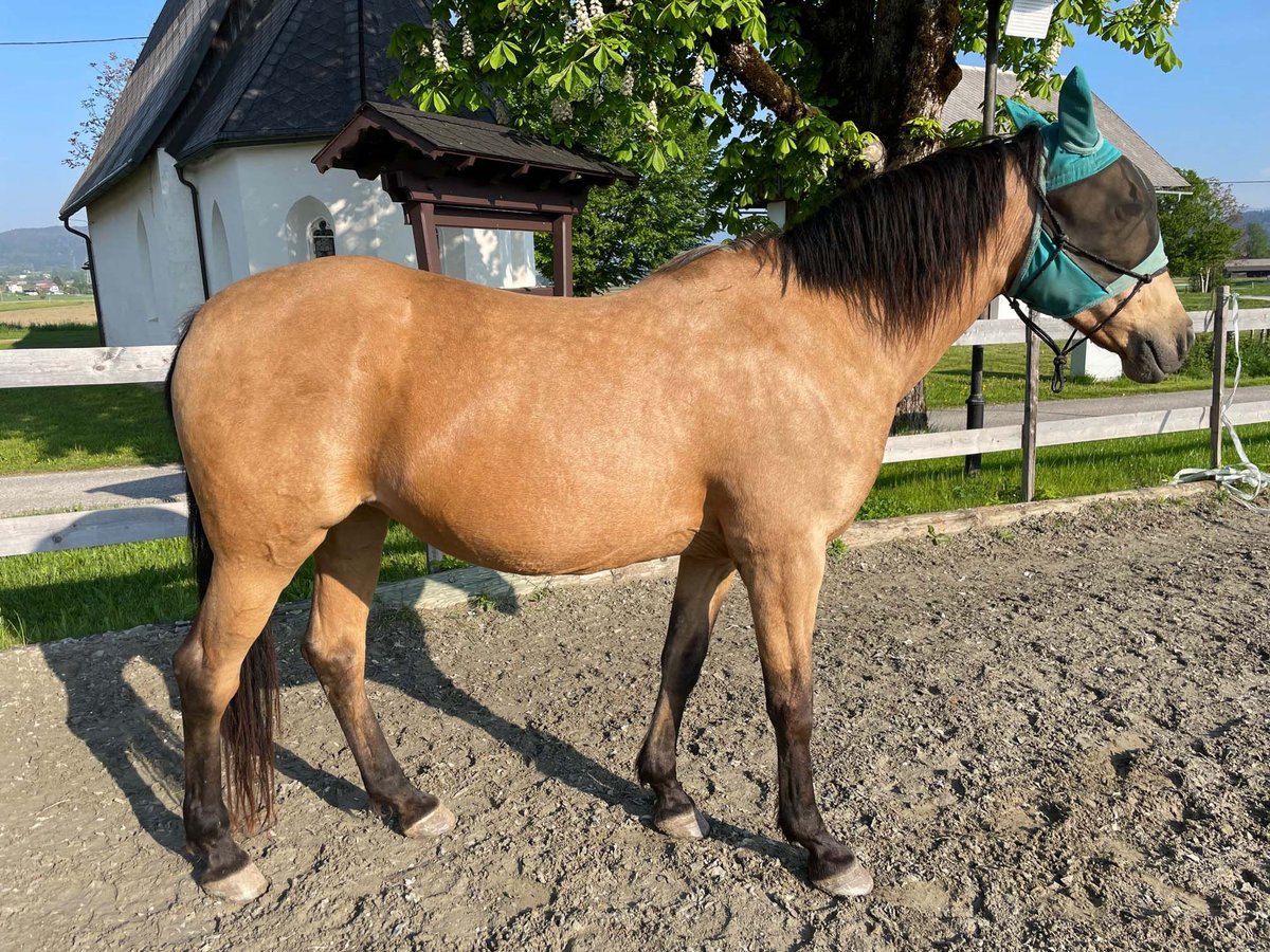 Arabian Partbred Mare 18 years 15,2 hh Dun in St. Jakob