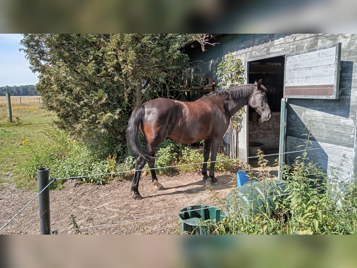 Arabian Partbred Mare 19 years 9,1 hh Black in Nijverdal
