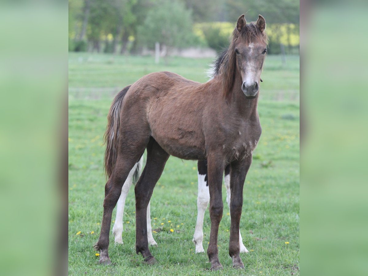 Arabian Partbred Mare 1 year 14,2 hh Gray-Red-Tan in Löwenberger Land