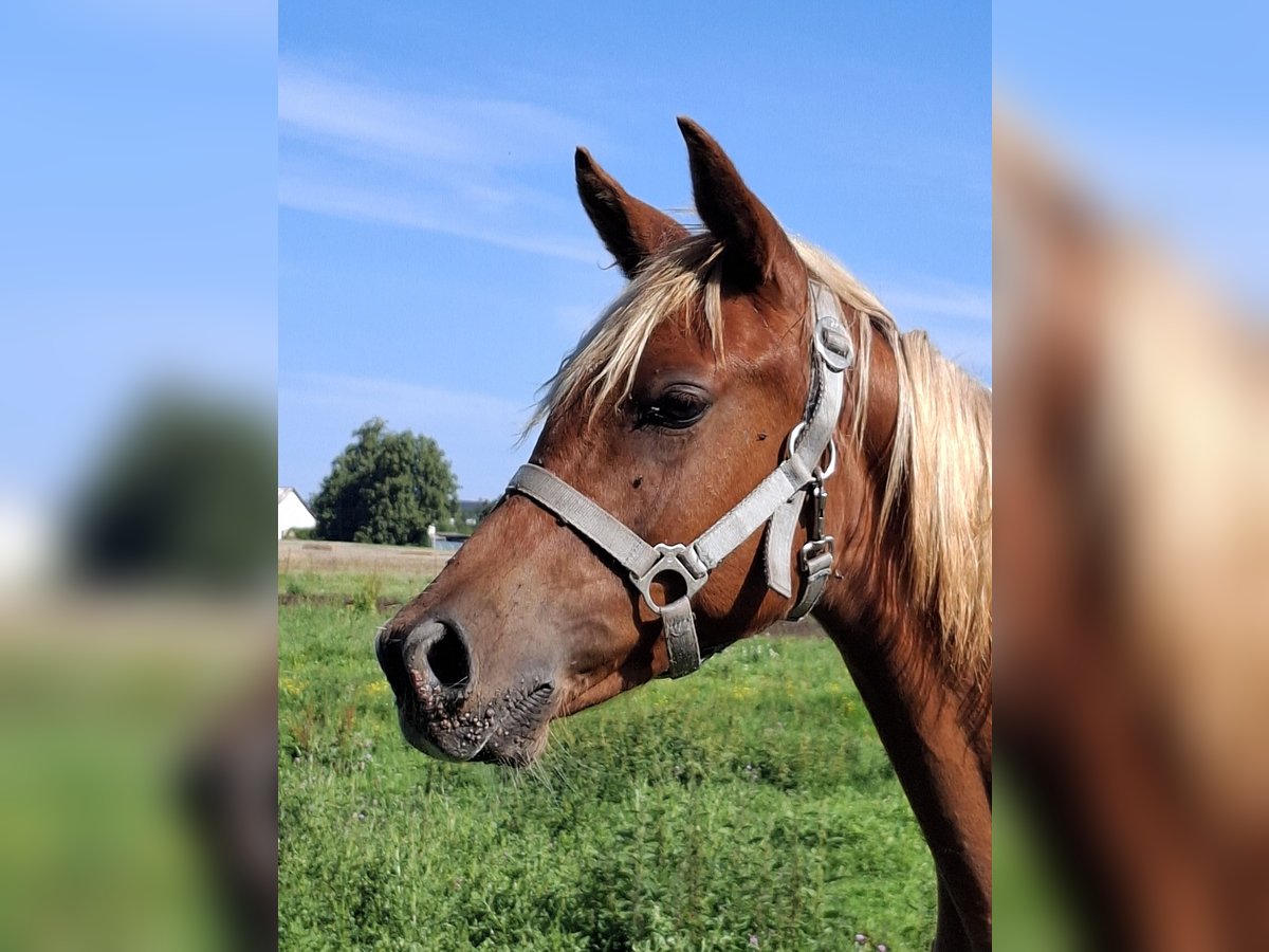 Arabian Partbred Mare 1 year 15 hh Chestnut-Red in L&#xF6;wenberger Land