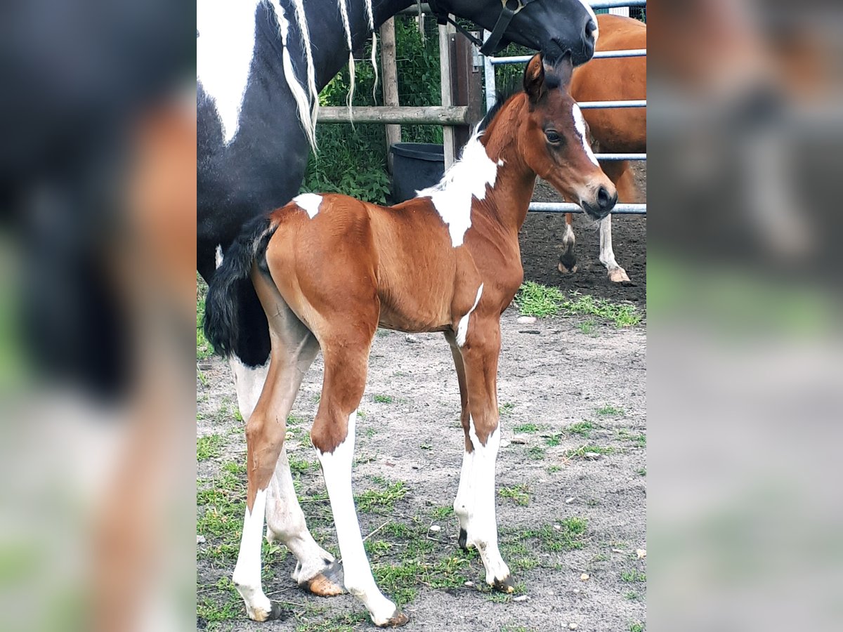 Arabian Partbred Mare 1 year 15 hh Tobiano-all-colors in Sulingen