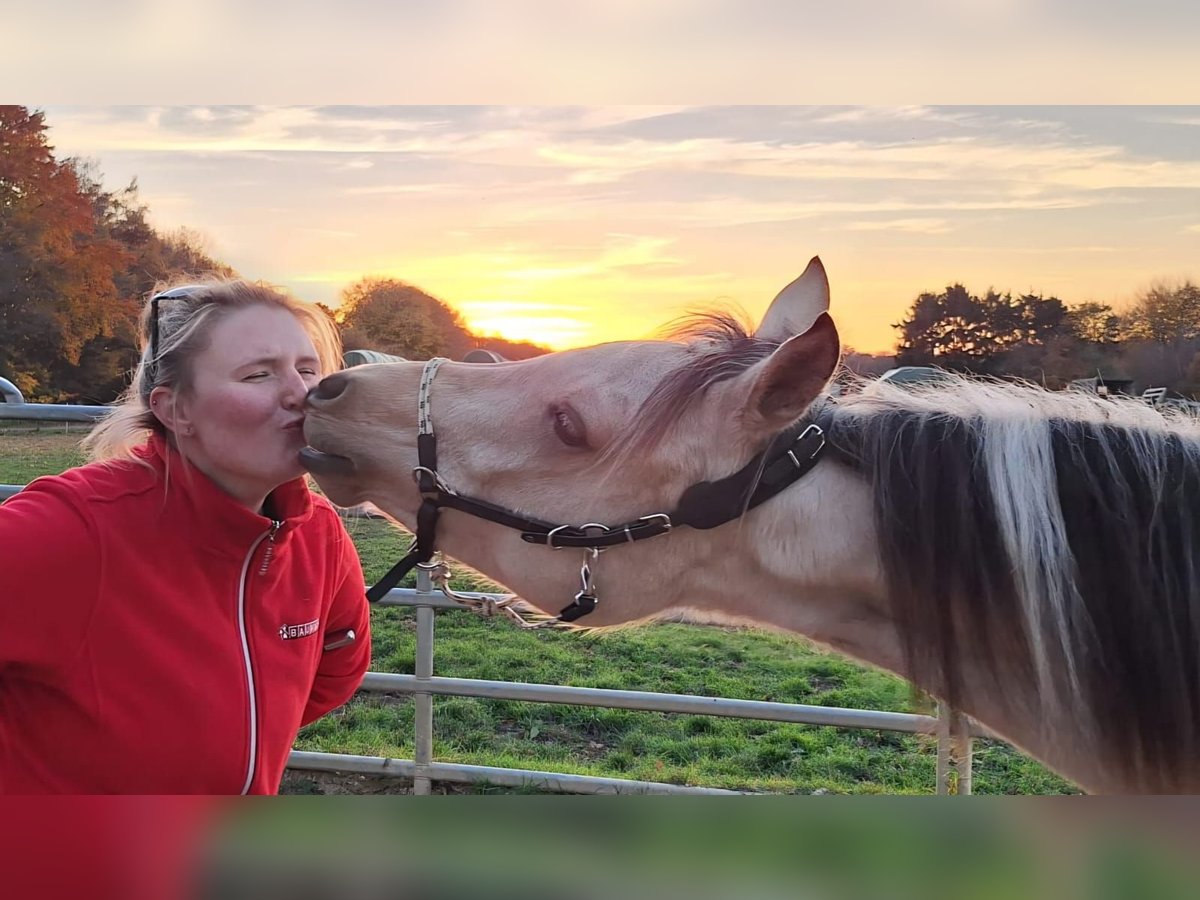 Arabian Partbred Mare 1 year 15,1 hh Buckskin in D&#xFC;sseldorf