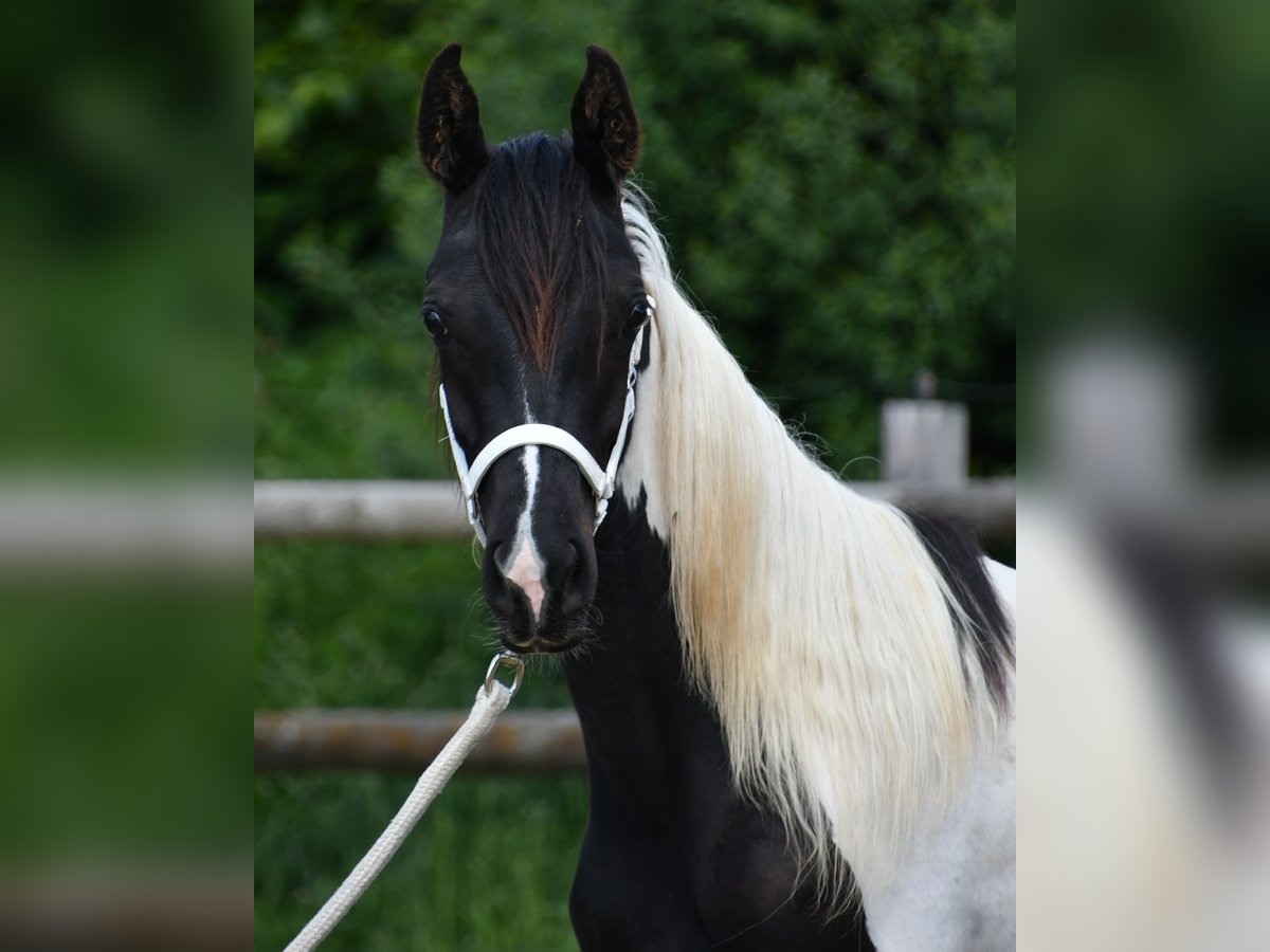 Arabian Partbred Mare 1 year 15,1 hh Tobiano-all-colors in M&#xF6;rsdorf