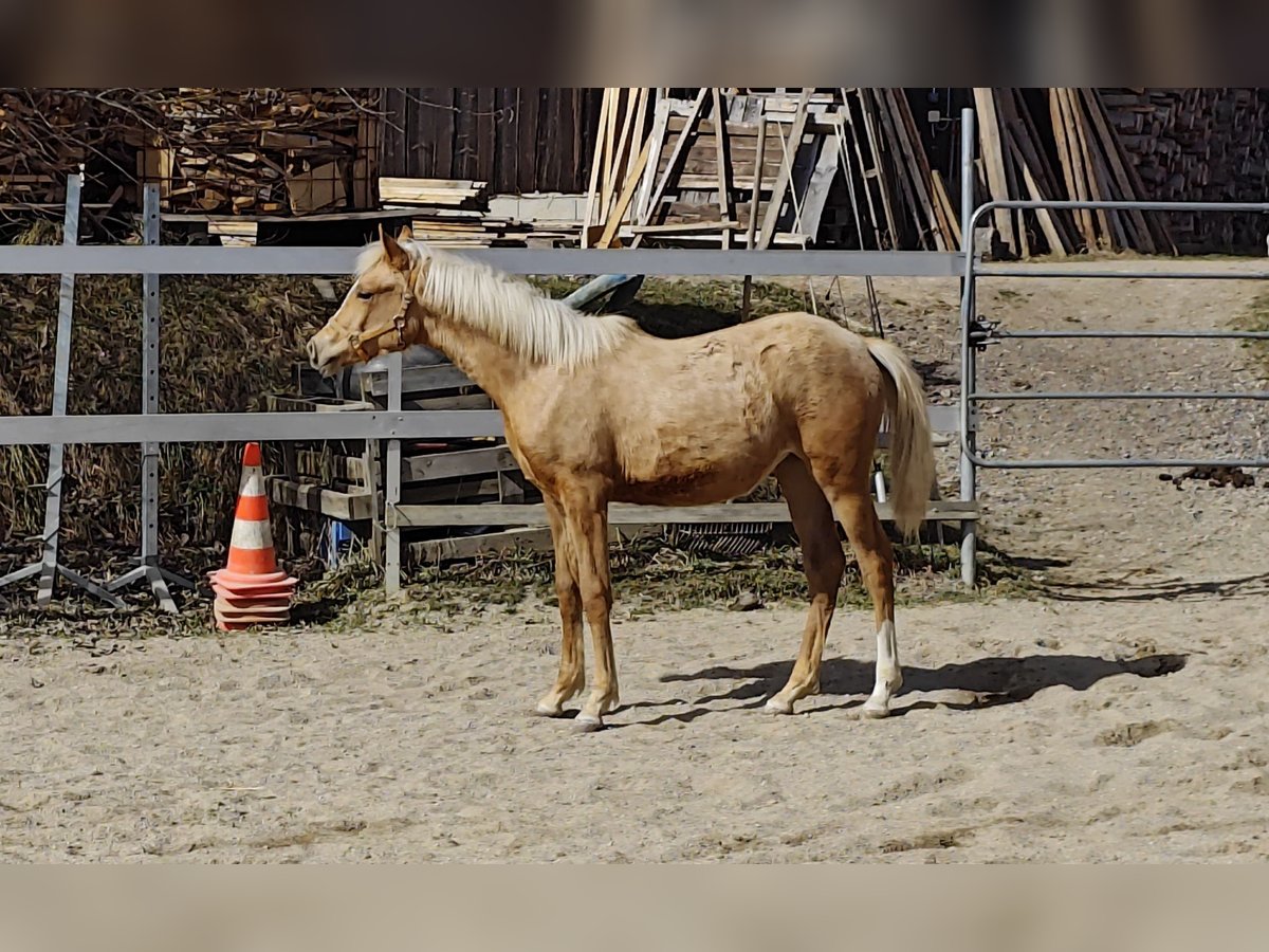 Arabian Partbred Mare 1 year Palomino in Johanniskirchen