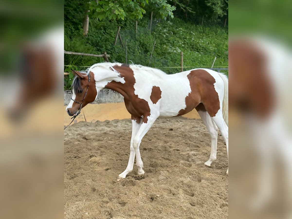 Arabian Partbred Mare 1 year Tobiano-all-colors in Sternenberg