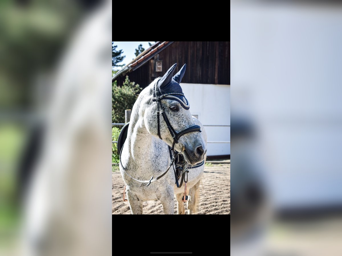 Arabian Partbred Mare 25 years 14,3 hh Gray-Fleabitten in NittenauNittenau