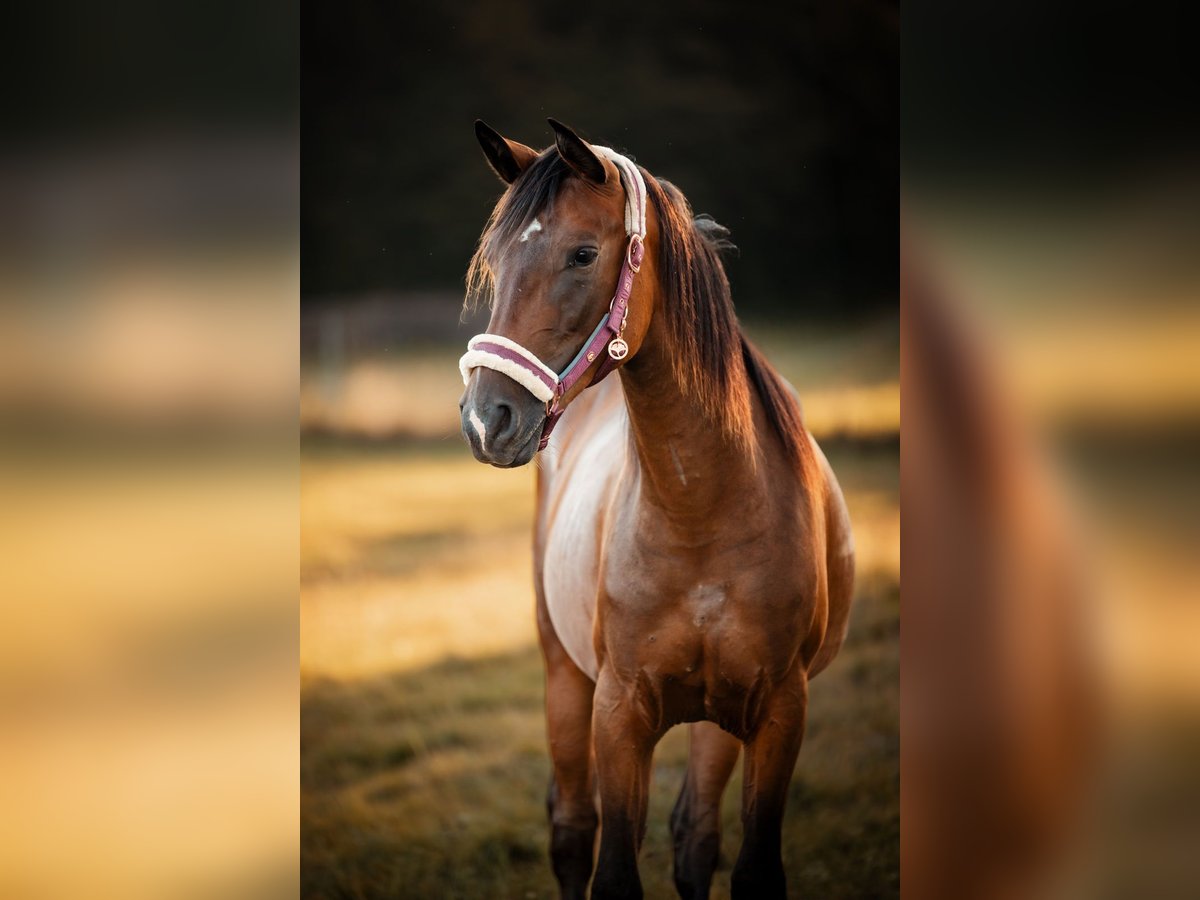 Arabian Partbred Mare 2 years 14,1 hh Brown in Gräfendorf