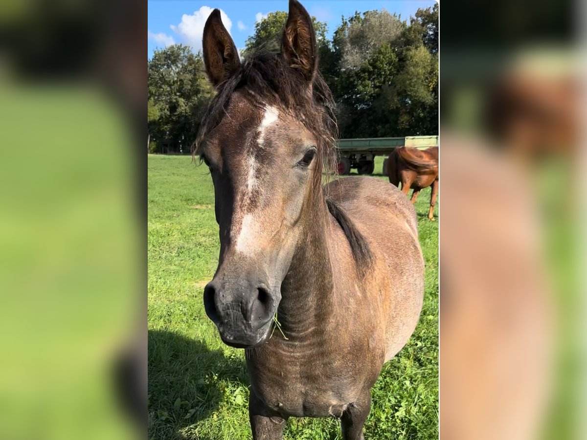 Arabian Partbred Mare 2 years 14,2 hh Gray in Sonneborn