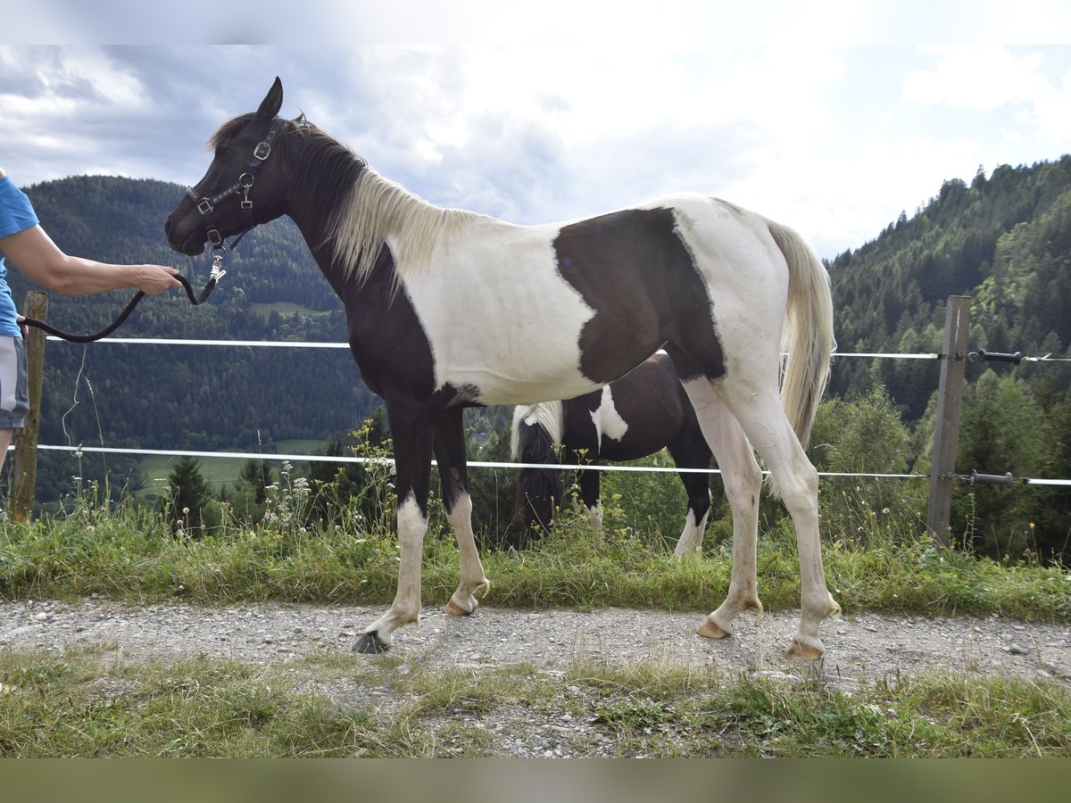 Arabian Partbred Mare 2 years 15,2 hh Tobiano-all-colors in Althofen