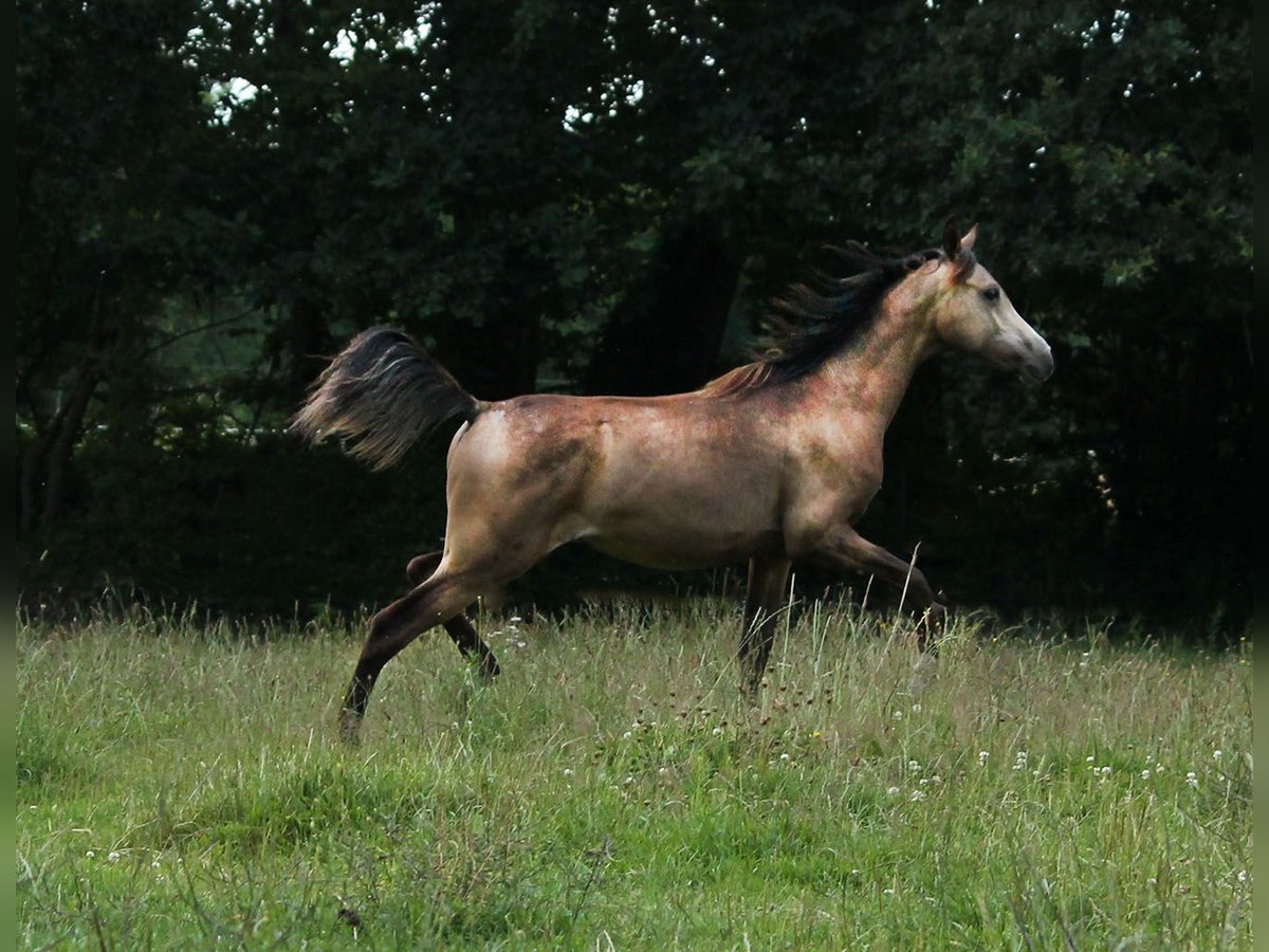 Arabian Partbred Mare 2 years 15 hh Buckskin in Lüdersdorf