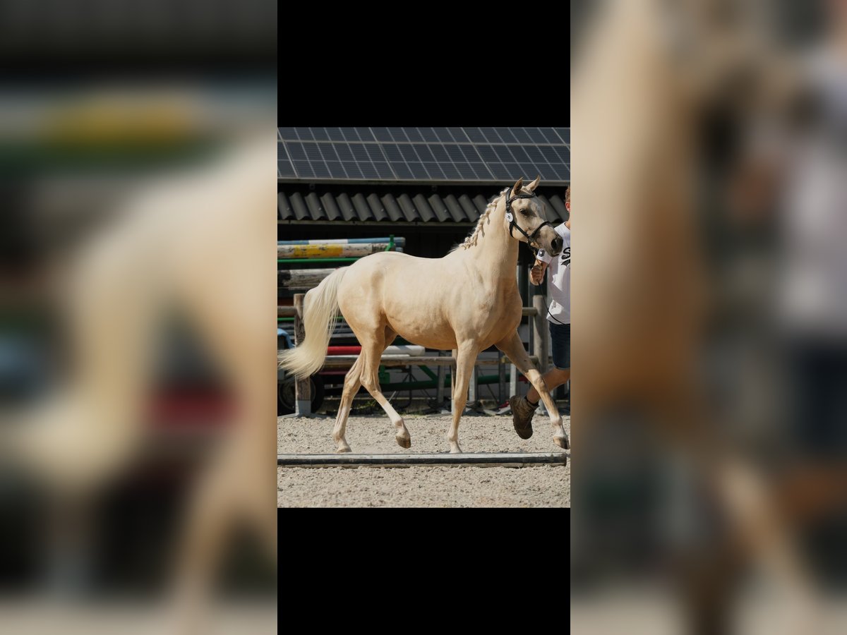 Arabian Partbred Mare 2 years 15,1 hh Palomino in Woudenberg