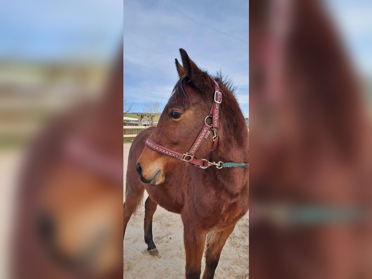 Arabian Partbred Mare 2 years Brown in Langenfeld