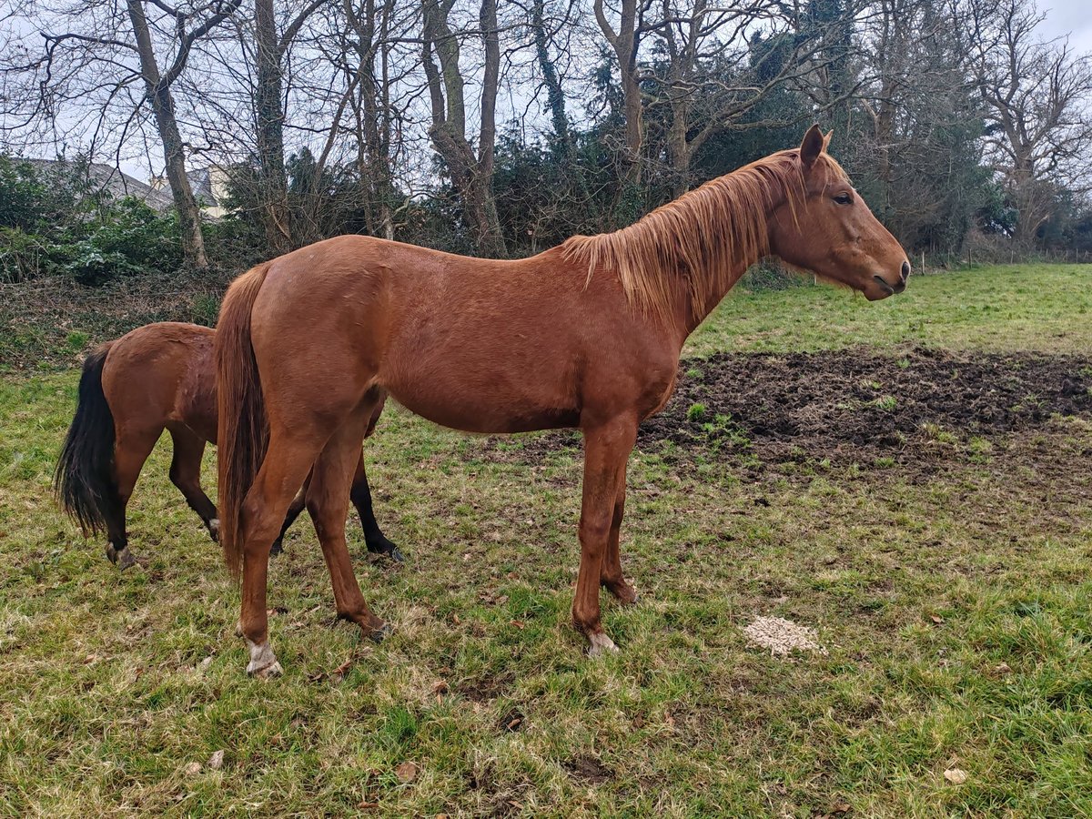 Arabian Partbred Mare 2 years Chestnut-Red in Saint yvi