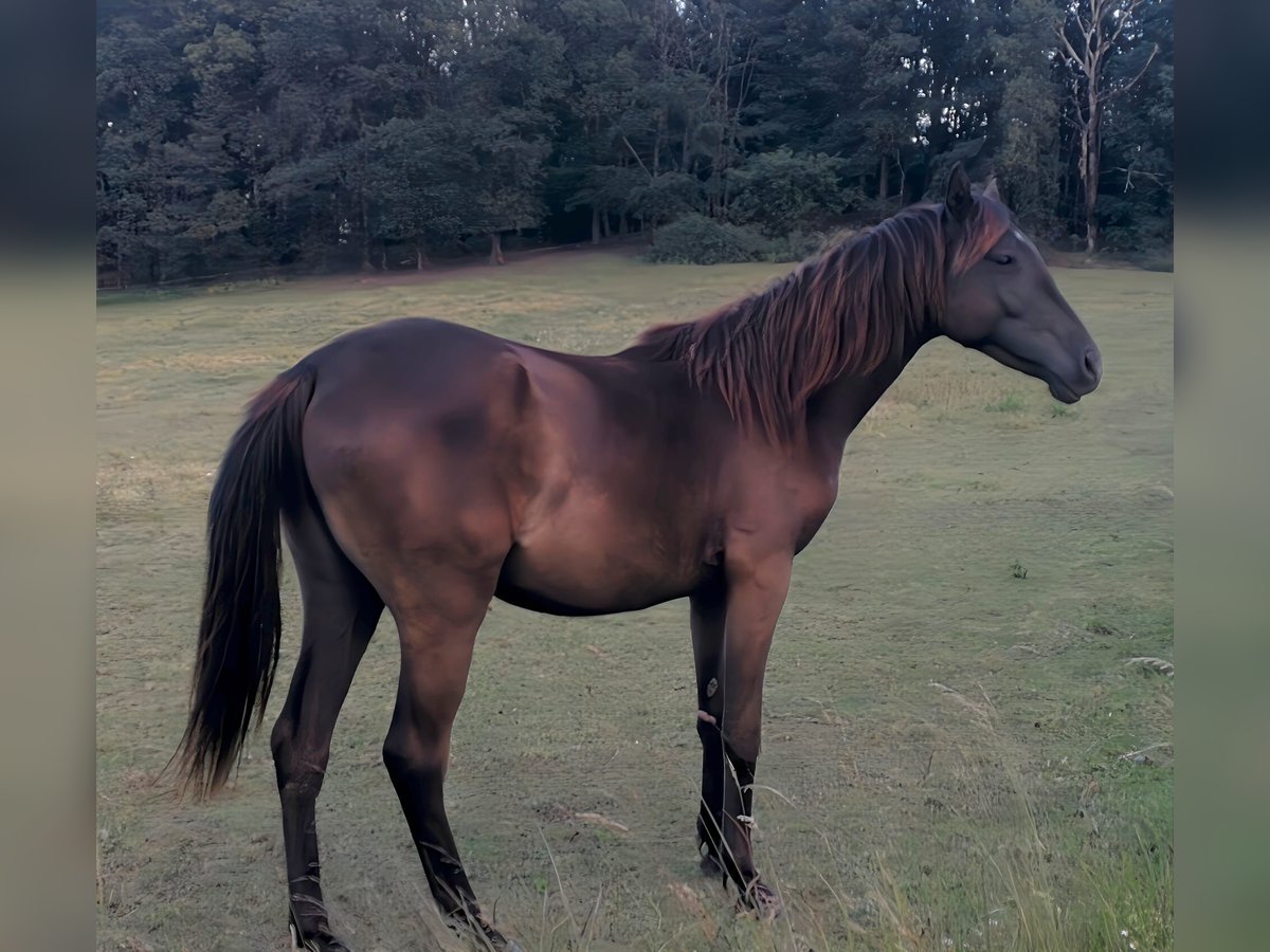 Arabian Partbred Mare 3 years 15,2 hh in Bad Endbach