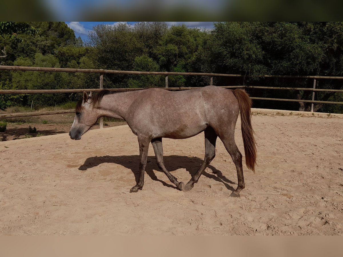 Arabian Partbred Mare 3 years 15 hh Gray-Red-Tan in Arta