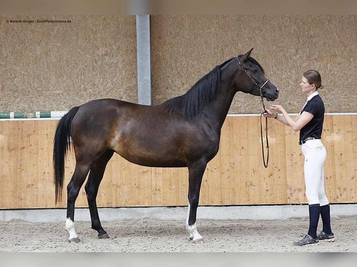 Arabian Partbred Mare 4 years 15,2 hh Smoky-Black in Bad Oldesloe