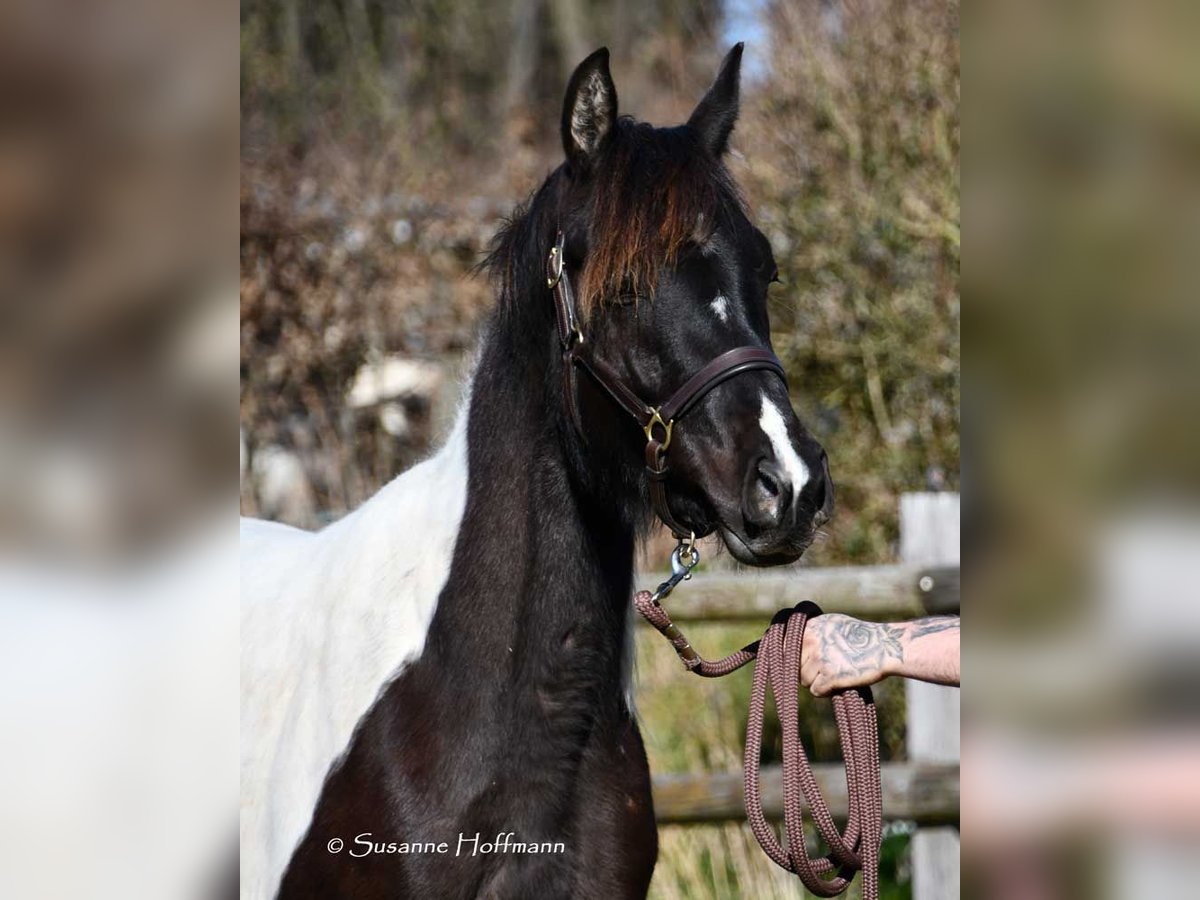 Arabian Partbred Mare 4 years 15.2 hh Tobiano-all-colors in Mörsdorf