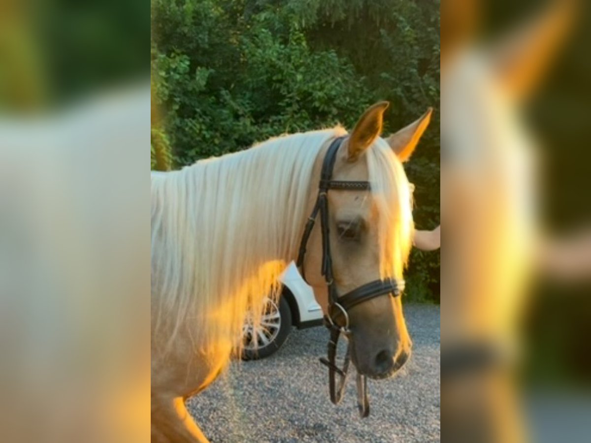 Arabian Partbred Mare 5 years 13,3 hh Palomino in Schönholzerswilen