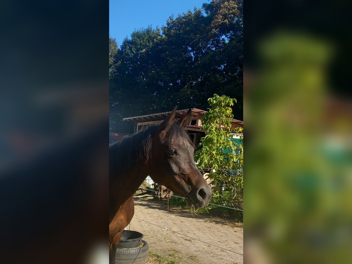 Arabian Partbred Mare 5 years 14,2 hh Brown in Wellendingen