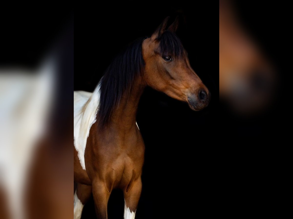 Arabian Partbred Mare 5 years 14,2 hh Tobiano-all-colors in Gro&#xDF;volderberg