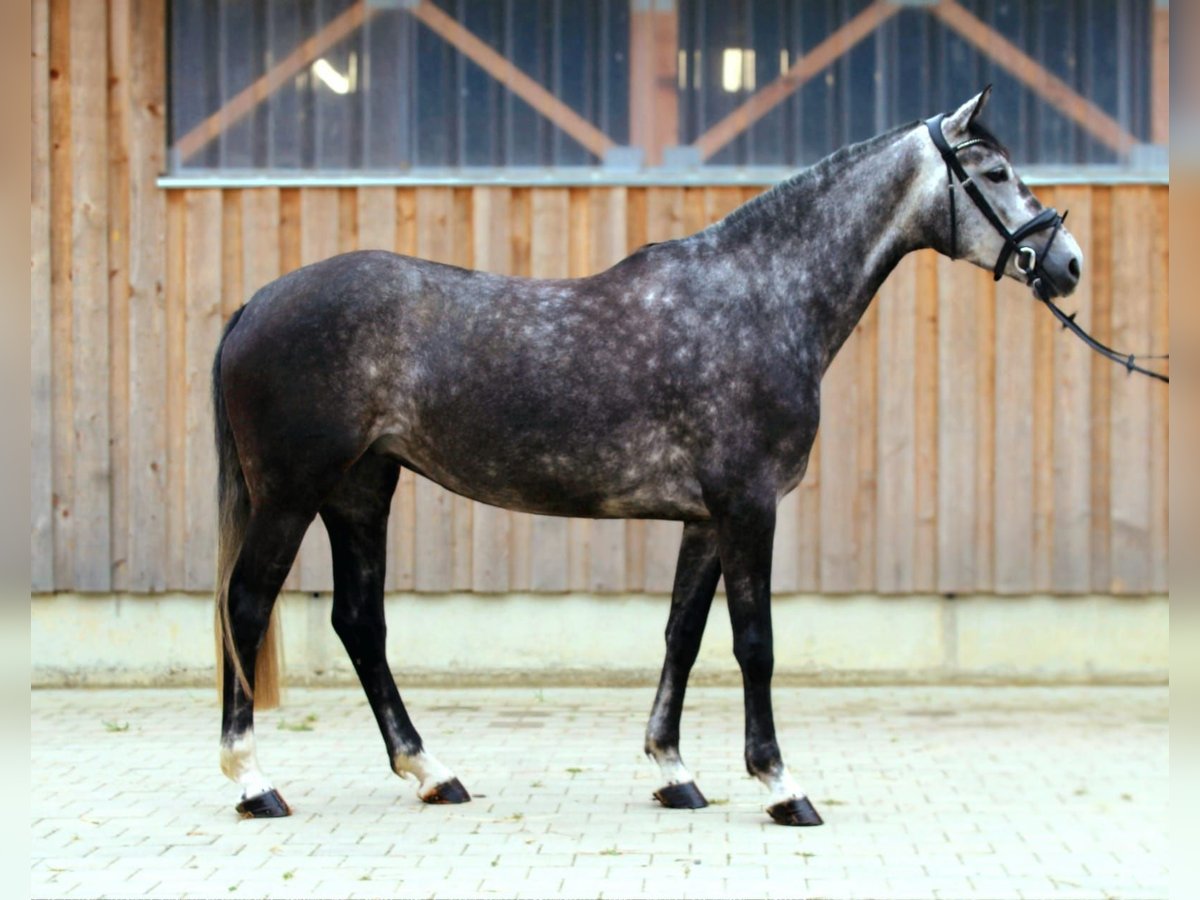 Arabian Partbred Mare 5 years 16,2 hh Gray-Dapple in Kaufbeuren