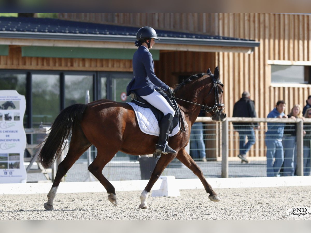 Arabian Partbred Mare 6 years 14 hh Brown in Poitiers