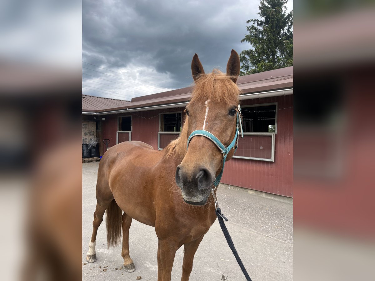 Arabian Partbred Mare 6 years 15,2 hh Chestnut-Red in Buchs ZH