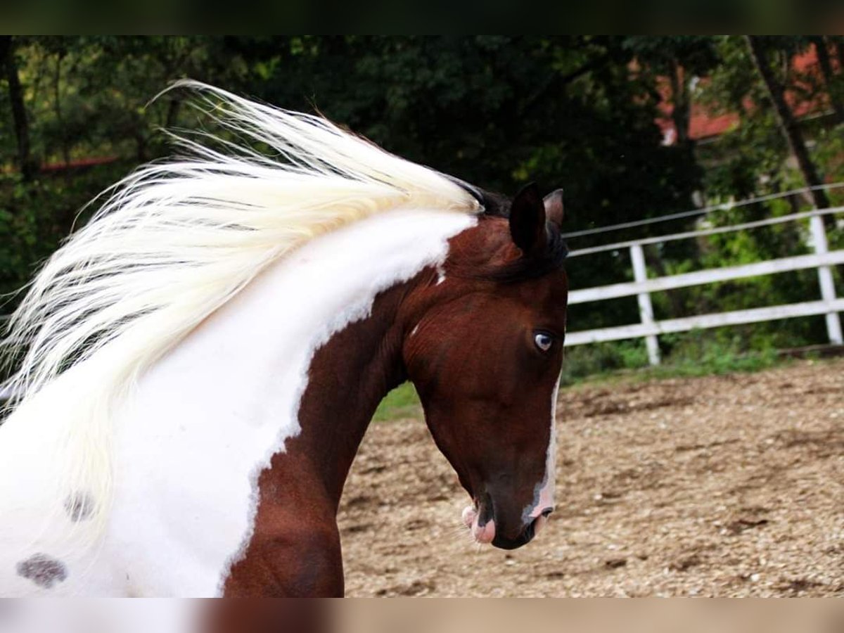 Arabian Partbred Mare 6 years 15 hh Tobiano-all-colors in Plaschischen