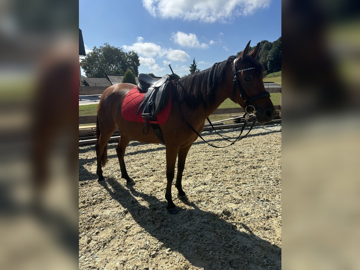 Arabian Partbred Mare 7 years 14,2 hh Brown in Wolfsberg