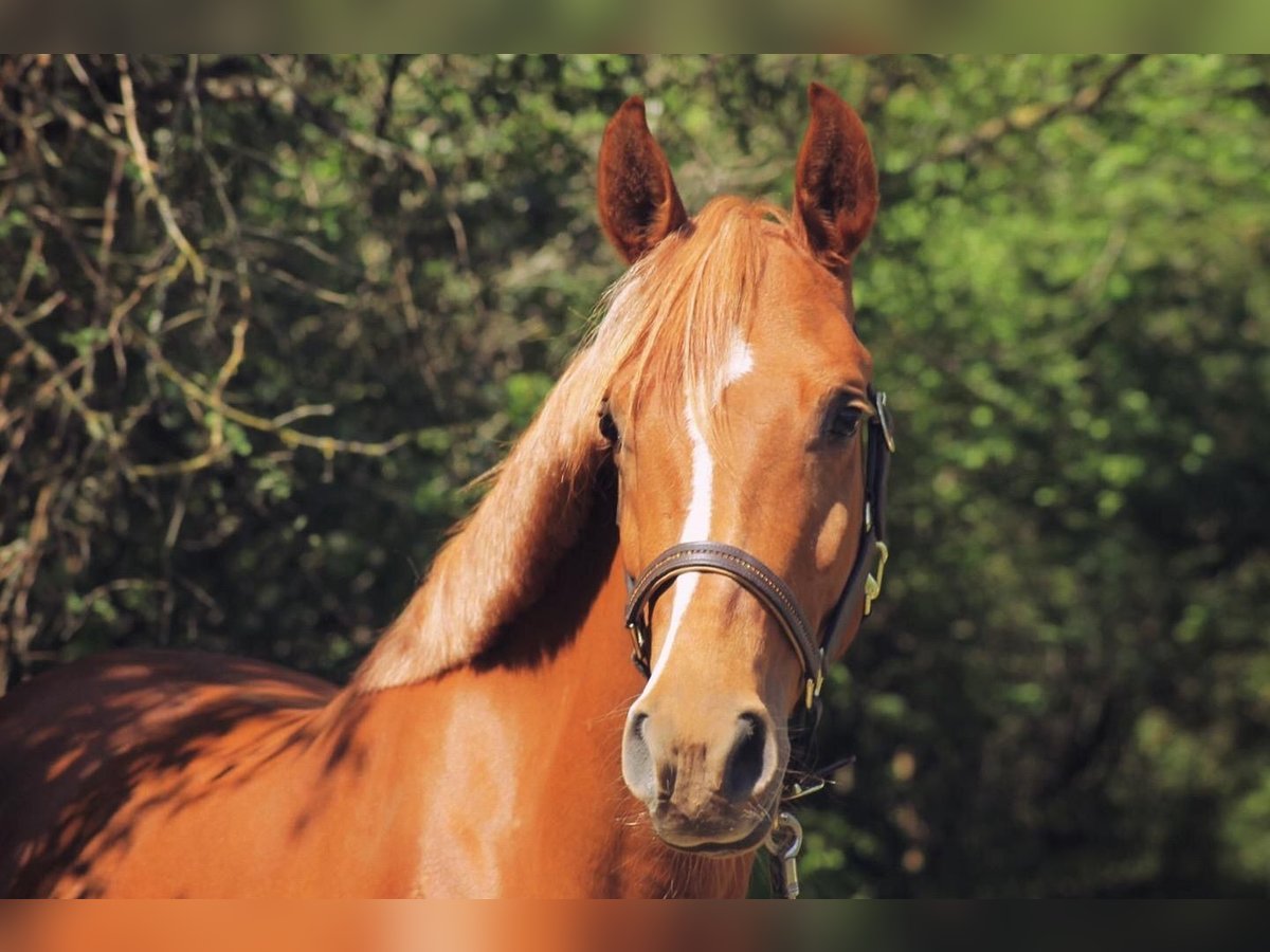 Arabian Partbred Mare 8 years 15,1 hh Chestnut-Red in Borod