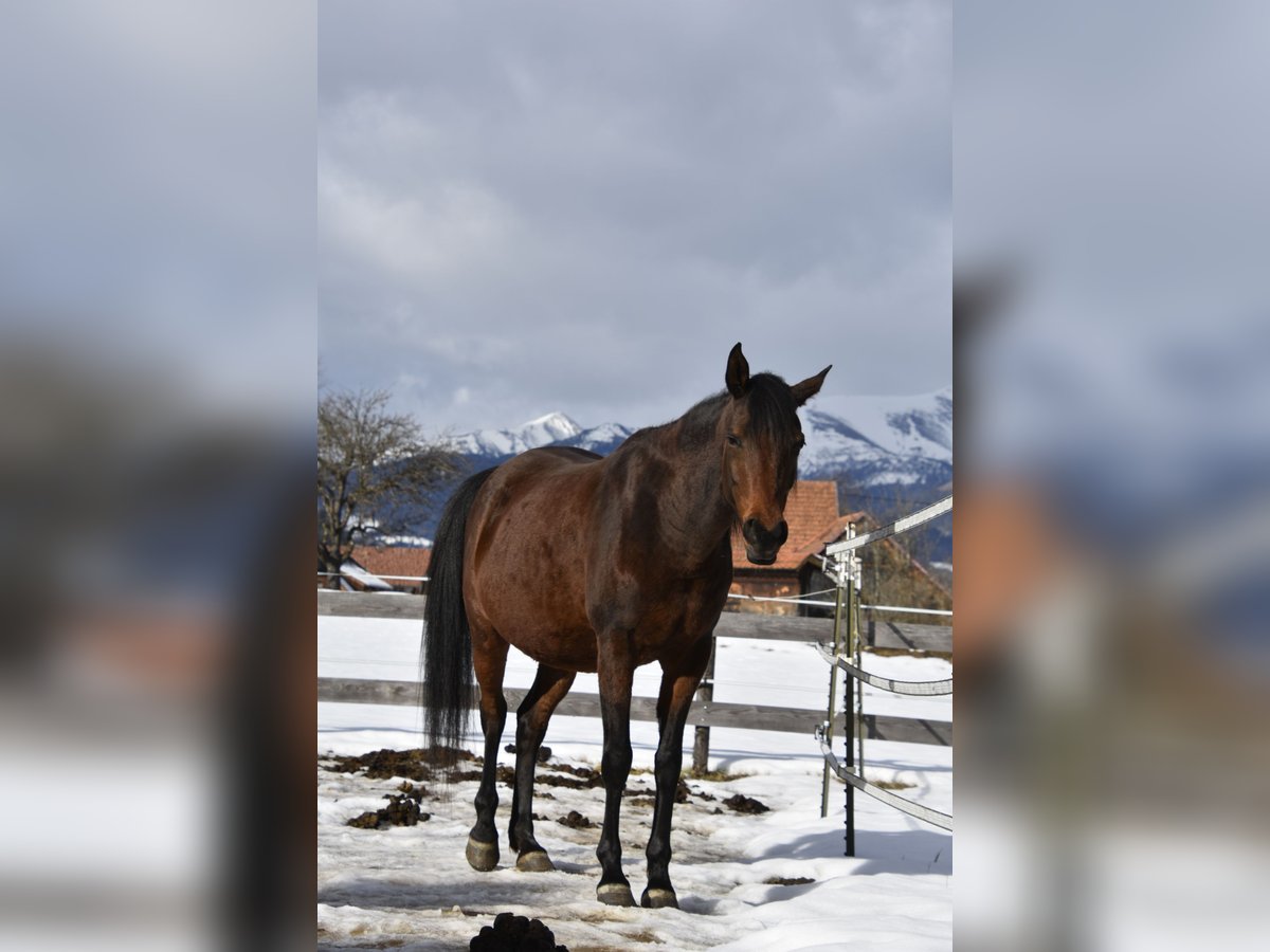 Arabian Partbred Mare 9 years 14,3 hh Brown in Althofen